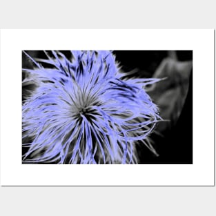 Fluffy Allium Blue Posters and Art